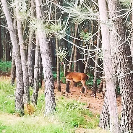 Vila Em Xisto - Casas De Montanha - Casa T1 *