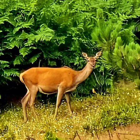 Em Xisto - Casas De Montanha - Casa T1 *