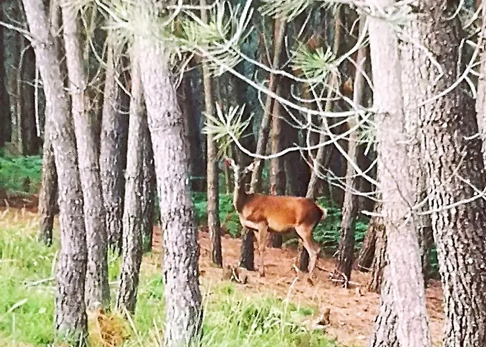 Villa Em Xisto - Casas De Montanha - Casa T1 *