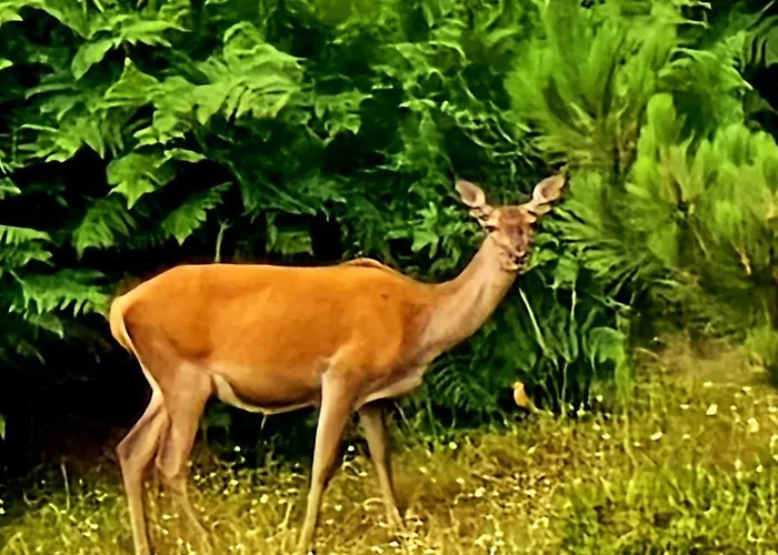 Em Xisto - Casas De Montanha - Casa T1 *